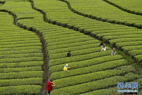 福州 明前茶 销售见涨 但并非所有 明前茶 都是好茶